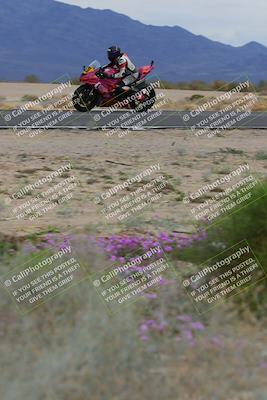 media/Jan-14-2023-SoCal Trackdays (Sat) [[497694156f]]/Turn 14 Exit Bloomig (145pm)/